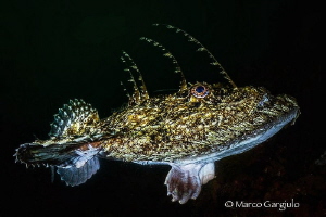 Mediterranean Anglerfish,  the flight by Marco Gargiulo 